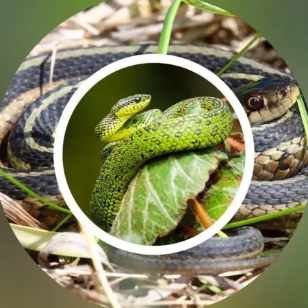 How To Keep Snakes Out Of Your Garden How To Keep Snakes Out Of Your Garden